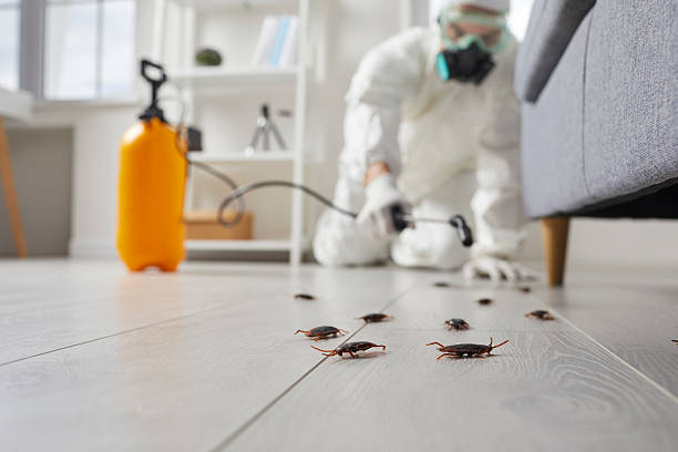Commercial Rodent Management in Hackberry